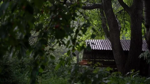 Rain in the garden in summer Stock Footage 160346341