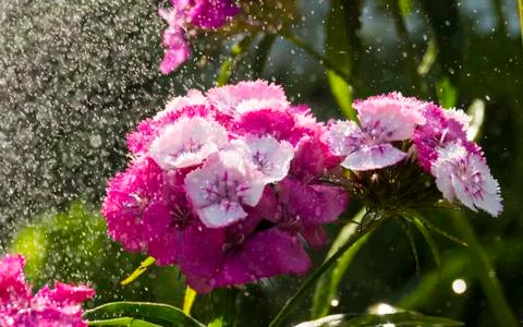 Rain in the garsen Stock Photos