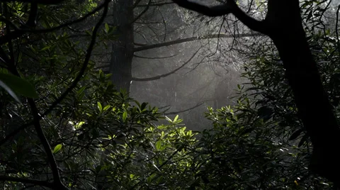 Rain Gently Falling in the Forest With Sunshine Stock Footage 39580056