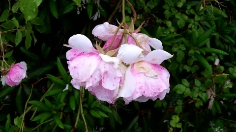 Rain Gently Falling On A Pinky Rose,  Handheld Footage. Vídeo Stock 132994603