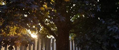 Rain Glistening off Maple Tree During Golden Hour with Lens Flare Stock Footage 129589298