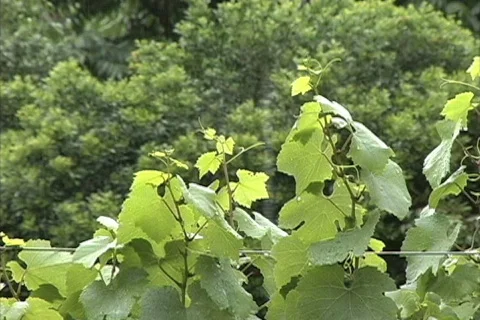 Rain on grape vines Stock Footage 745275