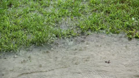 Rain On Grass 1 Video stock 21268273