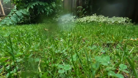 Rain grass backyard low angle wet Stock Footage 213001345