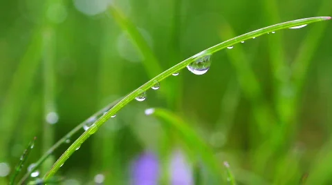 Rain on grass 動画素材 752604