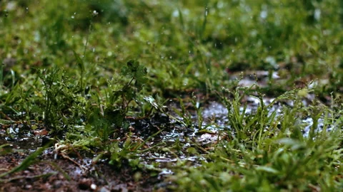  Rain on grass. Stock Footage 161466408