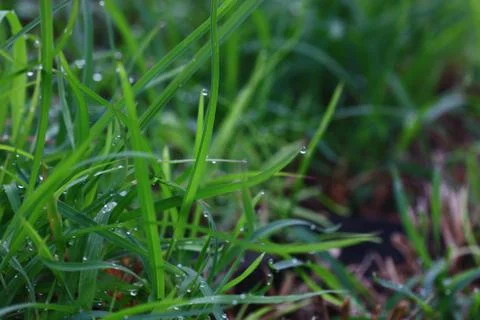 A rain on grass Stock Photos