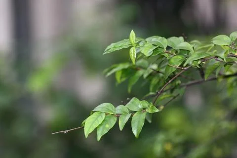 A rain on grass Stock Photos
