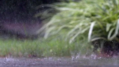 Rain Grass Shrubs Stock Footage 157236581