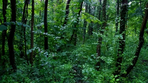 Rain in green forest Stock Footage 136583490
