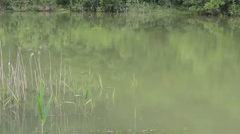 Rain On A Green Forest lake. Vídeo Stock 50564462