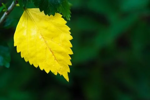 Rain on a green leaf Stock Photos