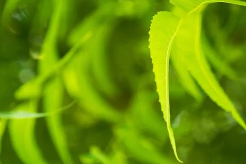 Rain on a green leaf Stock Photos