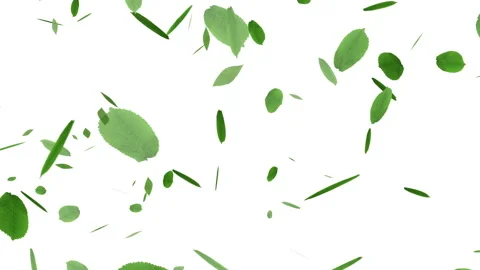 Rain Green Leaves Fall Animation Stock Footage