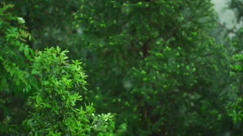 Rain on green leaves Stock Footage 39589262