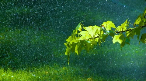 Rain on the Green Leaves Stock Footage 67418100