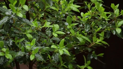 Rain on green leaves Vidéo 76799762