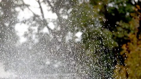 Rain on the Green Leaves Stock Footage 81417960
