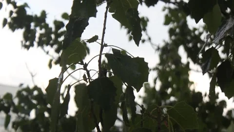 Rain on green leaves Stock Footage 146918688