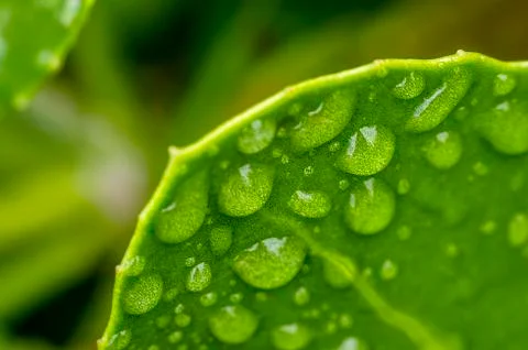 Rain on green Stock Photos