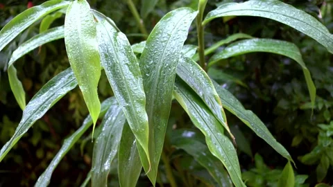 Rain at green plant Vidéo 150203900
