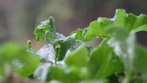 Rain on green plants Stock Footage 141185073