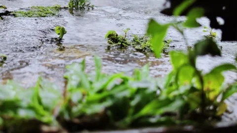 Rain on Green Plants in a Natural Setting Stock Footage 307930587