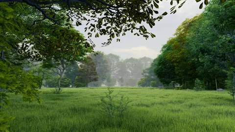 Rain in green temperate natural forest open path park with grass Видео 181452537
