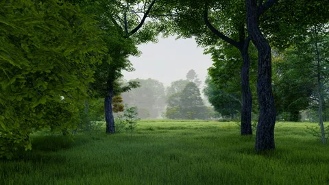 Rain in green temperate natural forest open path park with grass Видео 181453419