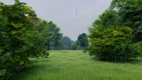 Rain in green temperate natural forest open path park with grass Видео 181453702