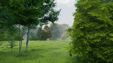 Rain in green temperate natural forest open path park with grass Vidéo 181454814