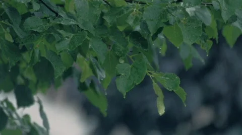 Rain on Green Tree Leaves Vídeos de archivo 771084