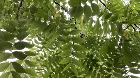 Rain on the green tree leaves, rainy days in autumn Stock Footage 252520691