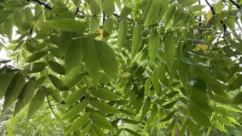 Rain on the green tree leaves, rainy days in autumn Stock Footage 252520693