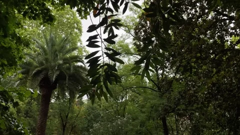 Rain on the green tree leaves, rainy days in autumn Stock Footage 252520694
