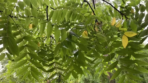 Rain on the green tree leaves, rainy days in autumn Stock Footage 252520696