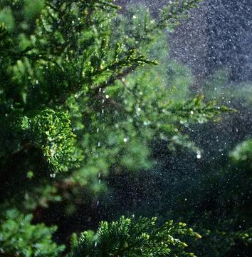 Rain on the green tree Stock Photos
