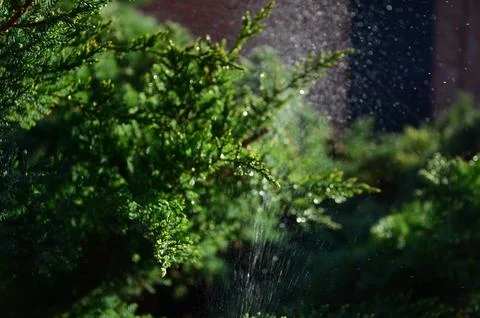 Rain on the green tree Stock Photos