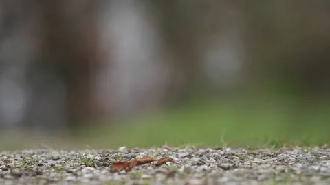 Rain on ground closeup Stock Footage 148549946