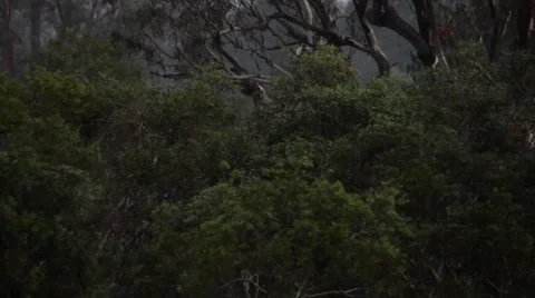 Rain with gum tree background Video stock 50382114