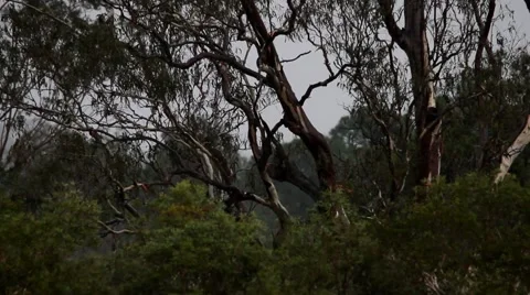 Rain with gum tree background Stock Footage 50382350