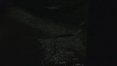 Rain Gushing and Lightning During a Thunderstorm Stock Footage 77917503