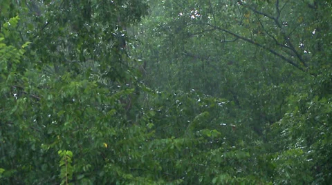 Rain Gusting through Trees during Downpour Stock Footage 32517387