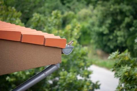 Rain gutter on roof Stock Photos