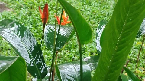Rain Gutter Water Pouring Over Tropical Foliage in Garden Video stock 329906573