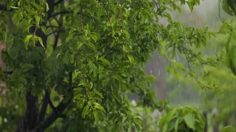 Rain with hail watering apple tree, drops flowing from unseeded green berries Video stock 197000360