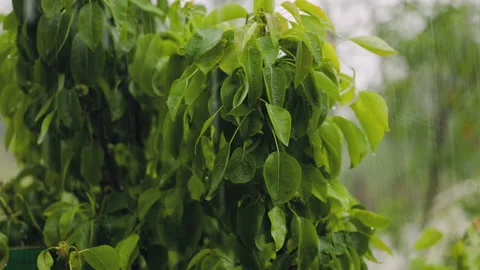Rain with hail watering pear tree, drops flowing from unseeded green berries Stock Footage 196999914