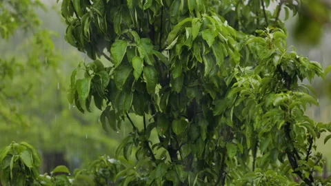 Rain with hail watering pear tree, drops flowing from unseeded green berries Video stock 197000161
