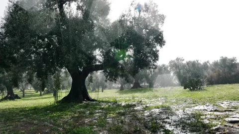 Rain heavily beating olive trees in Puglia on a sunny day Stock Footage 255515615
