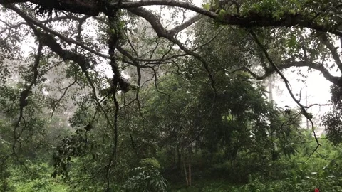 Rain on the Hill Stock Footage 251728663